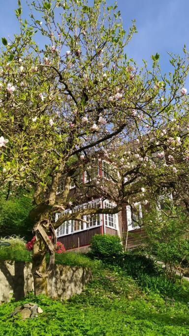 Haus Am Wald Zorge 16+ Gaeste Walkenried Esterno foto