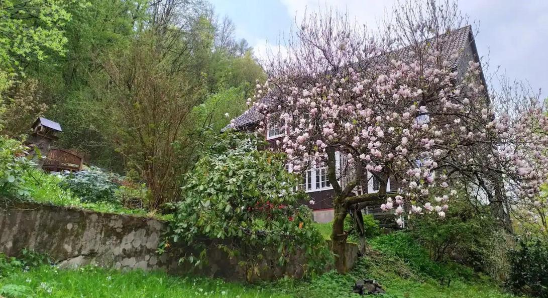 Haus Am Wald Zorge 16+ Gaeste Walkenried Esterno foto