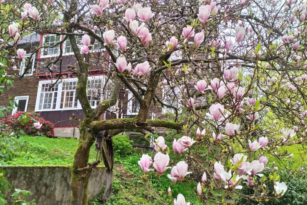 Haus Am Wald Zorge 16+ Gaeste Walkenried Esterno foto
